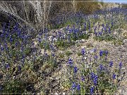 Scenic Road FM 170