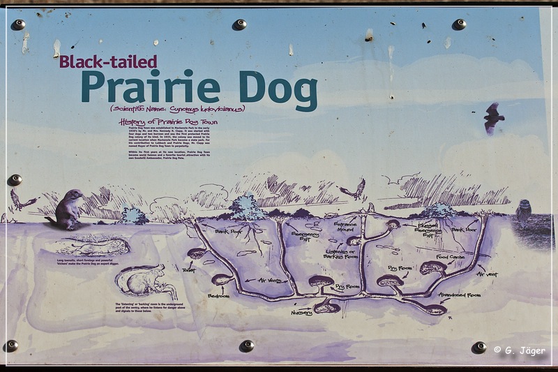 tx_prairie_dog_town_sp1.jpg