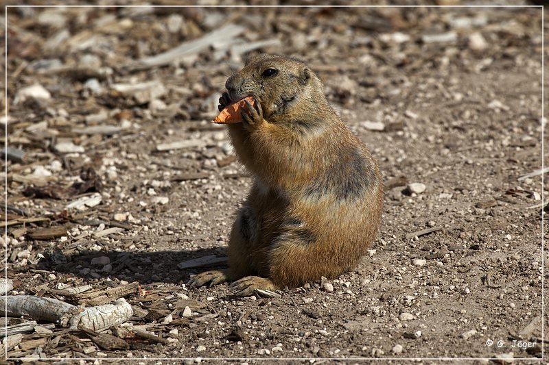 tx_prairie_dog_town_sp3.jpg