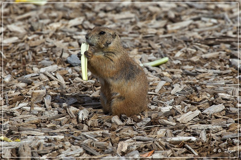 tx_prairie_dog_town_sp4.jpg