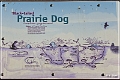 tx_prairie_dog_town_sp1