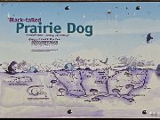 tx_prairie_dog_town_sp1