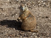 tx_prairie_dog_town_sp2