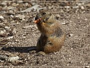 tx_prairie_dog_town_sp3