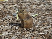 tx_prairie_dog_town_sp4