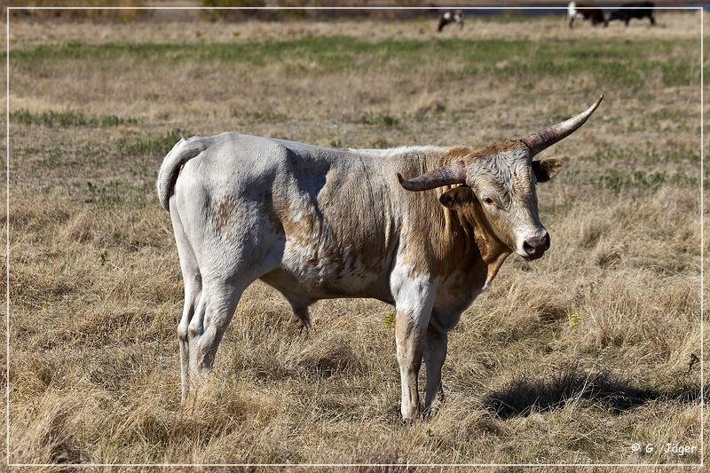 wichita_mountains_02.jpg