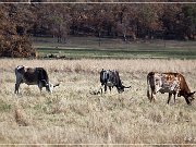 Wichita Mountains