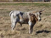 Wichita Mountains