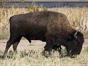 Wichita Mountains