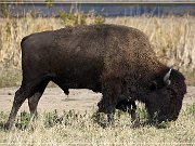 wichita_mountains_03