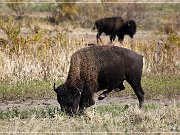 Wichita Mountains