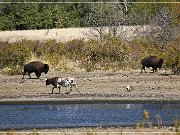 Wichita Mountains