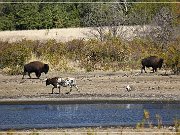 wichita_mountains_12