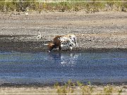 wichita_mountains_13