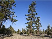 Christmas Valley Sand Dunes, Lost Forest