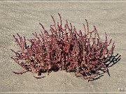 Christmas Valley Sand Dunes
