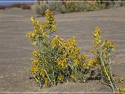 christmas_valley_sand_dunes_12