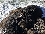 Heceta Head Lighthouse Viewpoint