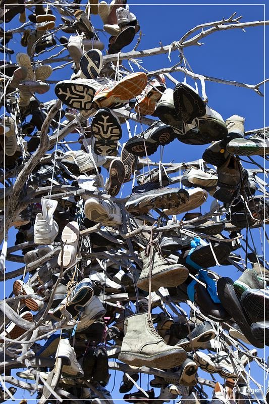 oregon_shoe_tree_02.jpg