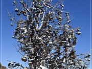 oregon_shoe_tree_01