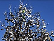 oregon_shoe_tree_03