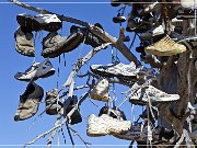 oregon_shoe_tree_05