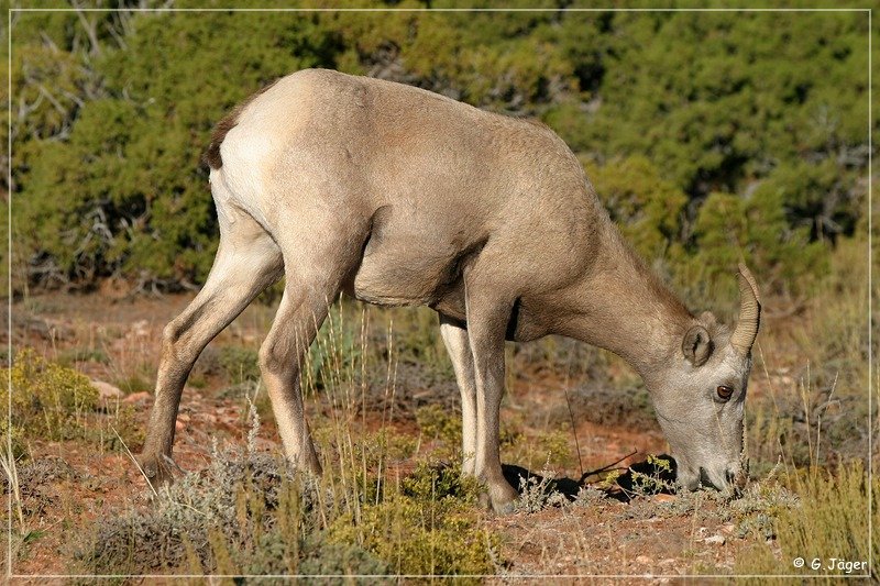 bighorn_canyon_07.jpg