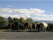 Cowboys