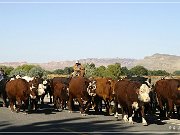 Cowboys