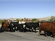 Cowboys