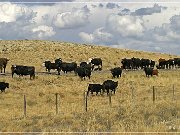 Cowboys