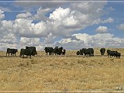 Cowboys