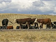 Cowboys