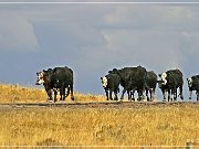 Cowboys