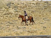 Cowboys