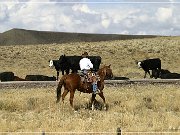 Cowboys