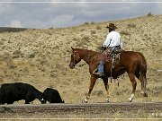 Cowboys