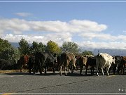Cowboys