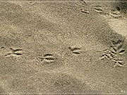 Killpecker Sanddunes