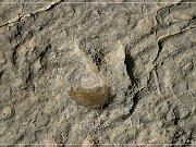 Red Gulch-Alkali National Back Country Byway, Dinosour Tracks