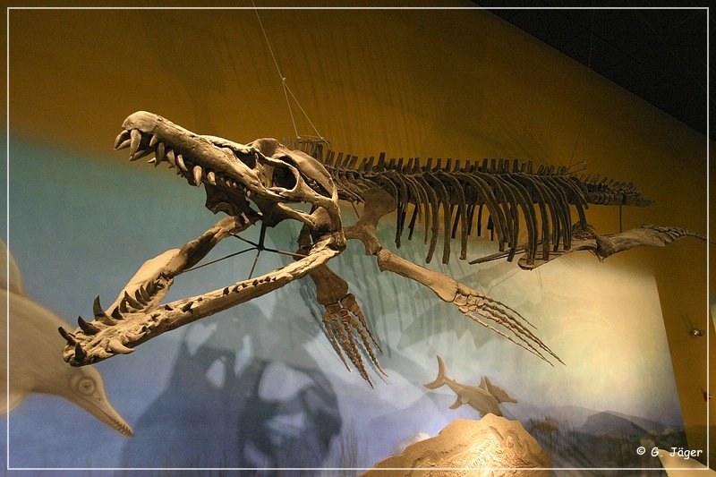 wyoming_dinosaur_center_08.jpg