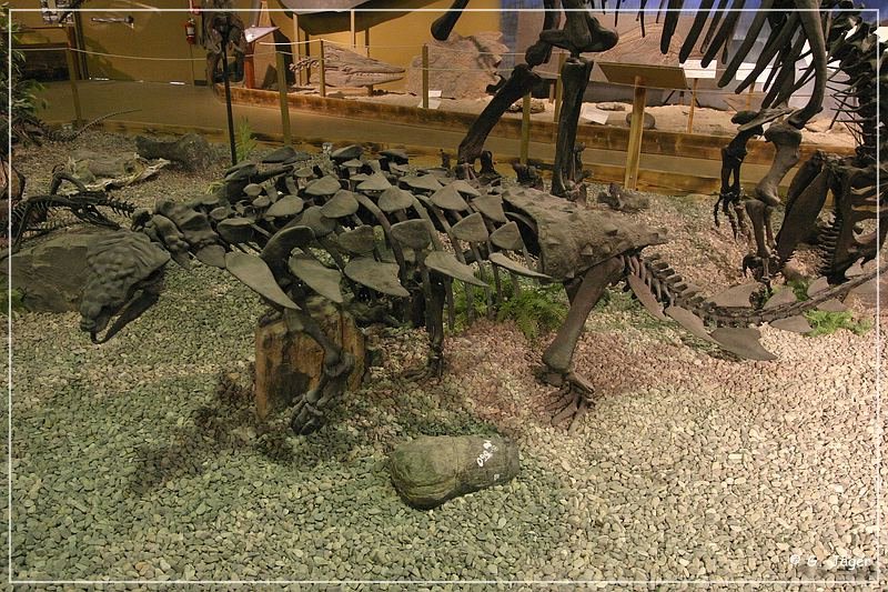 wyoming_dinosaur_center_19.jpg