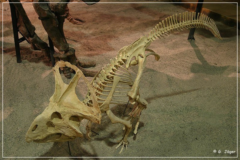 wyoming_dinosaur_center_21.jpg