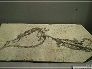 Wyoming Dinosaur Center