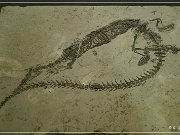 Wyoming Dinosaur Center