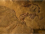 Wyoming Dinosaur Center