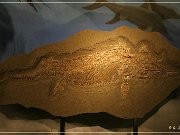 Wyoming Dinosaur Center