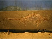 Wyoming Dinosaur Center