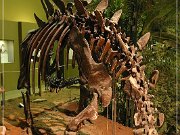 Wyoming Dinosaur Center