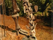 Wyoming Dinosaur Center